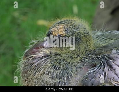 Stock Dove (Columba oenas oenas) Nahaufnahme des Kopfes von Chick Eccles-on-Sea, Norfolk, Vereinigtes Königreich. Juni Stockfoto