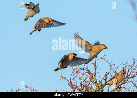 Wachsflügel (Bombycilla garrulus) fliegen im Januar 2024 in einen vogelbaum, einem Jahr, in dem die Wintermigrantin in England, Großbritannien, eine große Störung hatte Stockfoto