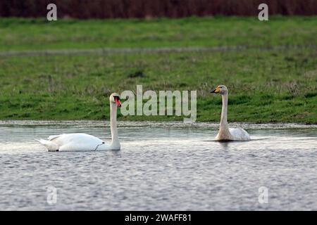 Singschwan (Cygnus cygnus) und Mute Swan (Cygnus olor) Erwachsene auf Hochwasser in Field Eccles-on-Sea, Norfolk, UK. Dezember Stockfoto