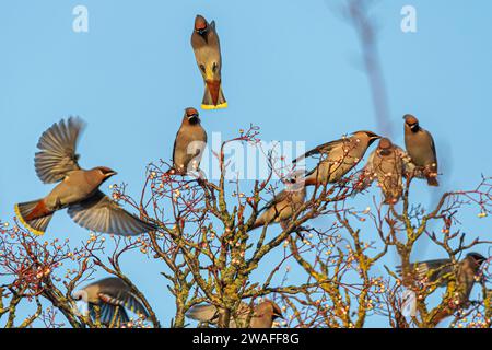 Wachsflügel (Bombycilla garrulus) fliegen im Januar 2024 in einen vogelbaum, einem Jahr, in dem die Wintermigrantin in England, Großbritannien, eine große Störung hatte Stockfoto