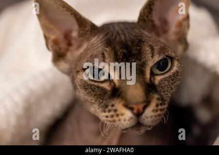 Dieses Bild fängt das majestätische Wesen der Sphinx-Katze ein, einer Rasse, die für ihre haarlose Raffinesse und ihren durchdringenden Blick berühmt ist. Die Augen der Katze sind mit einem klugen und wissenden Blick erfüllt, vor dem subtilen Hintergrund ihrer weichen, komfortablen Umgebung. Die Nahaufnahme betont die feinen Details der Gesichtsstruktur der Katze, von den breiten Wangenknochen bis zu den herausragenden Schnurrhaarkissen, und zeigt die würdevolle Schönheit dieser einzigartigen Rasse. Majestätische Sphinx: Ein Porträt der Poise. Hochwertige Fotos Stockfoto