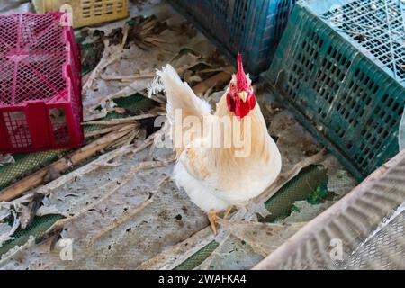 Gruppe von Hühnern aus Weisszüchterei, Masthähnchenfarm. Blick auf Hühner und Hähne in einem Geflügelhaus. Hähnchenfarm im Haus, Hühnerfütterung Stockfoto