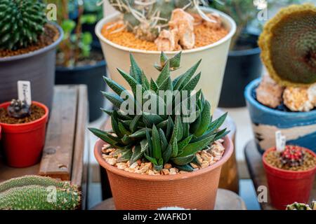 Haworthiopsis limifolia mit gemusterten Blättern im Topf. Selektiver Fokus Haworthiopsis limifolia eine blühende Pflanzenart der Gattung Haworthiopsis, Stockfoto