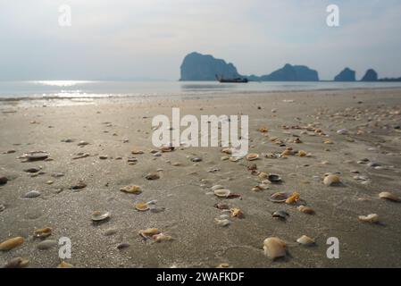 Sommerurlaub Sonnenaufgang am Shell Beach. Sommerstrand oder Meereskonzept. Rahmen aus Muscheln, Muscheln auf Sand. Sommer Strand Hintergrund. Stockfoto