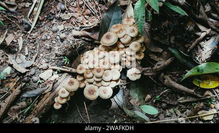 Wilde Pilze im Herbstwald mit Moos und Blättern. Pilzfamilie. Weißer Pilz. Stockfoto