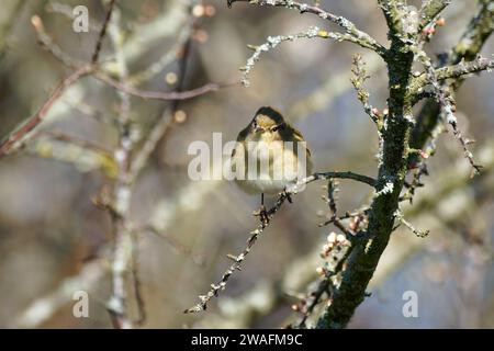 Chiffchaff-Phylloscopus collybita. Feder Stockfoto