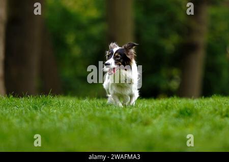 Ein Border Collie Crossbreed-Canis familiaris. Stockfoto