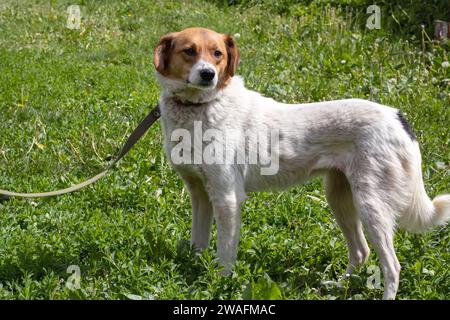 Weißer fröhlicher Hund im Hof Nahaufnahme Porträt Stockfoto