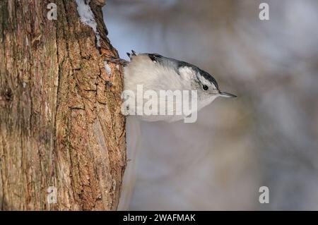 Weißbrust Nuthatch steht kopfüber auf einem Baumstamm Stockfoto