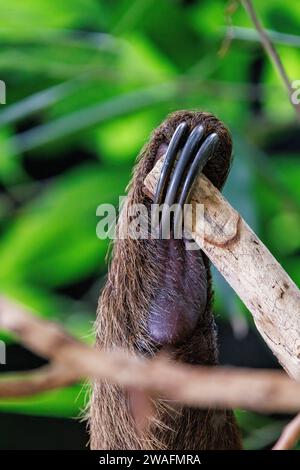Nahaufnahme der Klauen eines dreizehigen Faultieres, Bradypus, vor grünem Laubgrund. Stockfoto