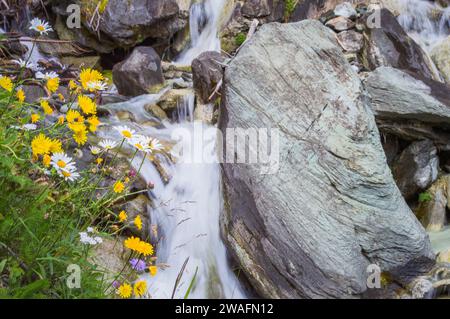 Ein Bach, der durch Felsen fließt, umgeben von wunderschönen gelben Blumen Stockfoto