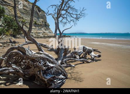 Tote Pohutukawa-Äste (Metrosideros excelsa) am Strand von Long Bay, Hauraki Gulf, Auckland Area, Neuseeland Stockfoto