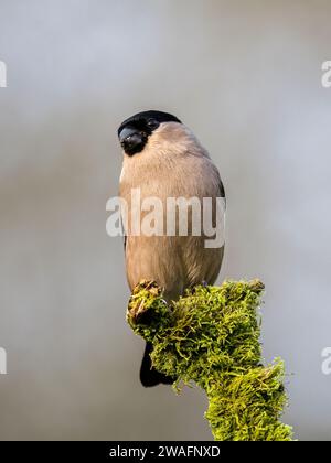 Weiblicher Bullfink im Winter in Mittelwales Stockfoto