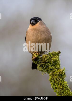 Weiblicher Bullfink im Winter in Mittelwales Stockfoto