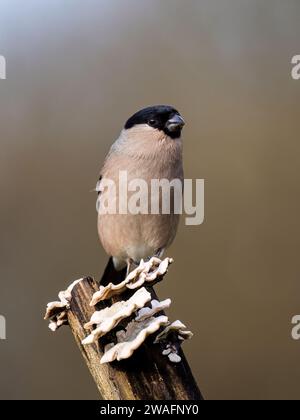 Weiblicher Bullfink im Winter in Mittelwales Stockfoto