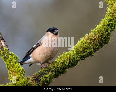 Weiblicher Bullfink im Winter in Mittelwales Stockfoto