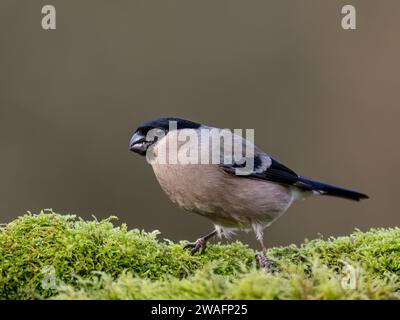 Weiblicher Bullfink im Winter in Mittelwales Stockfoto