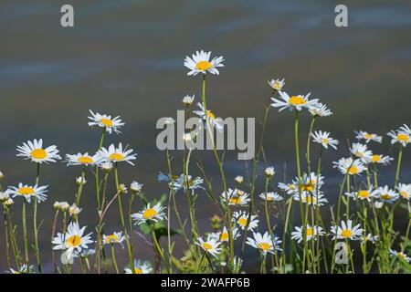 Oxeye Daisies (Leucanthemum vulgare), auch bekannt als Dog Gänseblümchen oder Marguerites Stockfoto