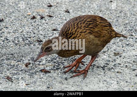 Eine neuseeländische Weka, auch bekannt als Māori-Huhn (Gallirallus australis) Stockfoto