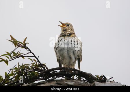 Lieddrossel Turdus philomelos, singend. Stockfoto