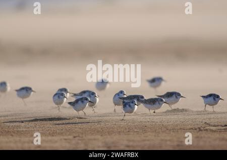 Sanderling Calidris alba, Schwärme, die während eines Sandsturms am Strand von Cleveland, England, Großbritannien, im Januar von den Füßen gefegt wurde. Stockfoto