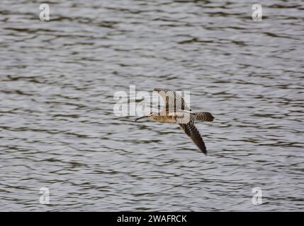Wimbrel Numenius phaeopus, im Flug tief über die Mündung bei Flut. Stockfoto