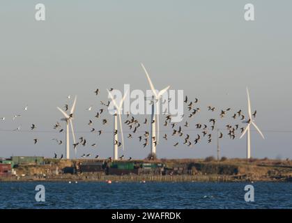 Dunlin Calidris alpina, bei Flut mit Windturbinen im Hintergrund, Cleveland, England, Großbritannien, Januar. Stockfoto