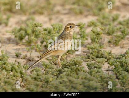 Tawny Pieper - Anthus pratensis Stockfoto