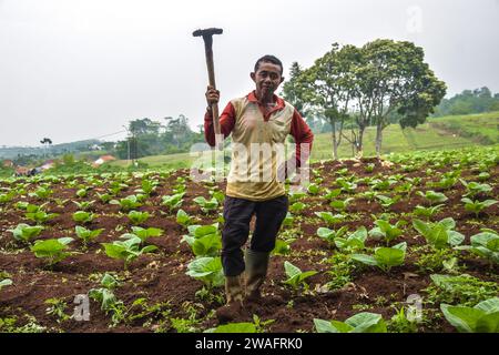 Tabakbauern posieren, während sie Tabak pflegen, der am 4. Januar 2024 in Cikoneng, Bandung Regency, West Java, Indonesien, in die Pflanzsaison eingetreten ist. Die Regierung hat über das Finanzministerium den Tabakverbrauchsteuersatz (CHT) für Zigaretten ab dem 1. Januar 2024 um 10 Prozent erhöht. (Foto: Dimas Rachmatsyah/SIPA USA) Stockfoto