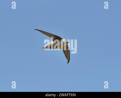 Felsenschwalbe - Ptyonoprogne rupestris Stockfoto