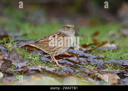 Heckenbraunelle - Prunella modularis Stockfoto