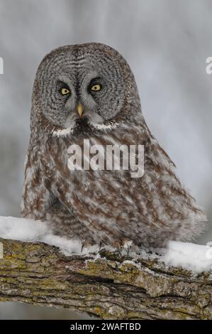 Große graue Eule, die auf einem Baum sitzt Stockfoto