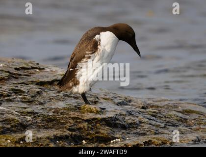 Gemeiner Murre am Rande eines Felsens Stockfoto