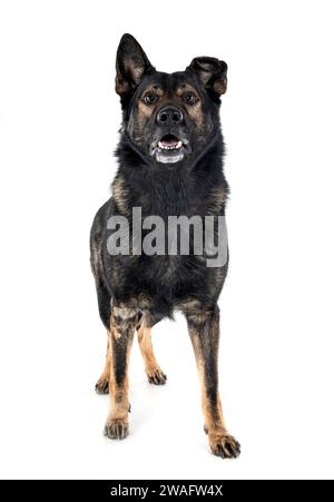 Schäferhund vor weißem Hintergrund Stockfoto