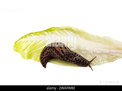 LiMax maximus vor weißem Hintergrund Stockfoto
