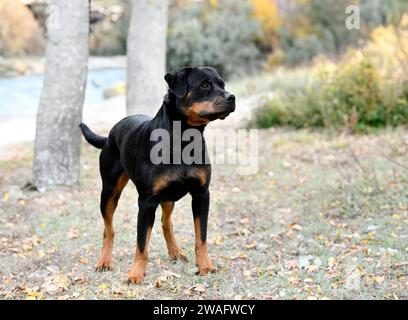 Bild eines jungen Rottweilers, der in der Natur bleibt Stockfoto