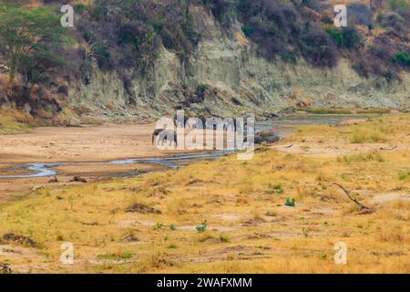 Herde afrikanischer Elefanten am Tarangire-Fluss im Tarangire-Nationalpark, Tansania Stockfoto