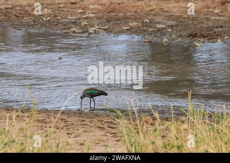 Hadeda ibis (Bostrychia hagedash) im Tarangire Nationalpark, Tansania Stockfoto