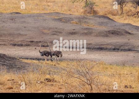 Zwei Straußenweibchen (Struthio camelus) im Tarangire-Nationalpark, Tansania Stockfoto