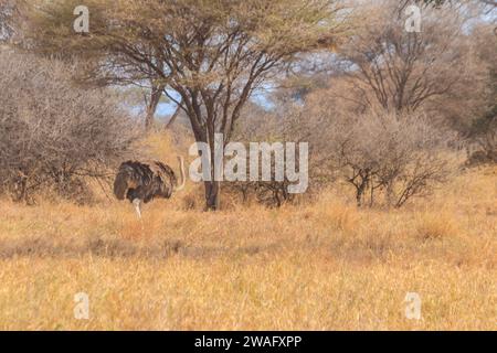 Gemeiner Strauß (Struthio camelus) weiblich im Tarangire-Nationalpark, Tansania Stockfoto