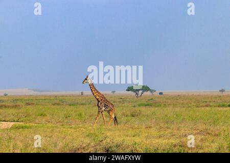 Giraffe in Savanne im Serengeti Nationalpark in Tansania. Wilde Natur von Tansania, Ostafrika Stockfoto