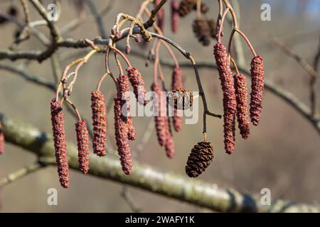 Europäische Erle, Alnus glutinosa, Baum, Nahaufnahme von Zapfen und Katzenmuscheln im Frühjahr. Stockfoto