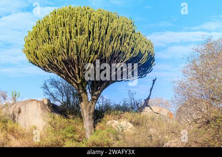 Kerzenleuchter (Euphorbia ingens), auch bekannt als Naboom im Serengeti-Nationalpark Stockfoto