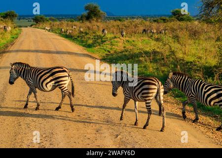 Eine Zebraherde, die eine Straße im Serengeti-Nationalpark in Tansania überquert. Tierwelt Afrikas Stockfoto