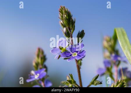 Veronica Chamaedrys blaue Blüten und Knospen in der Sonne vor einem Hintergrund mit grünen Blättern. Stockfoto