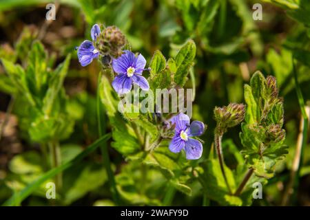 Veronica Chamaedrys blaue Blüten und Knospen in der Sonne vor einem Hintergrund mit grünen Blättern. Stockfoto