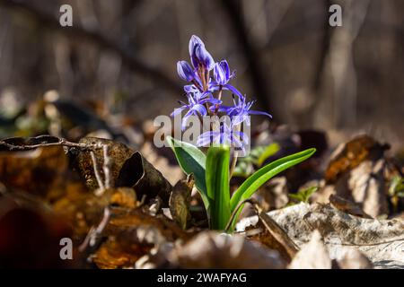 Die ephemeroide Pflanze Scilla bifolia blüht im Frühlingswald vor dem Hintergrund des Waldes. Scilla bifolia in ihrem natürlichen Lebensraum. Stockfoto