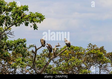 Eine Schar von Kap-Geiern oder Kap-Gänse (Gyps coprotheres), auch bekannt als Kolbe-Geier, die auf einem Baum im Serengeti-Nationalpark in Tansania sitzen Stockfoto