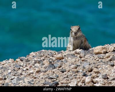 Eichhörnchen (Atlantoxerus getulus), das über eine Klippe mit dem Meer im Hintergrund blickt, Fuerteventura, Kanarische Inseln, September. Stockfoto