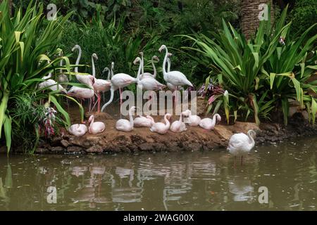 Große Flamingos (Phoenicopterus roseus) stehen und kleine Flamingos (Phoeniconaias mino) sitzen an einem Teich, Oasis Park, Fuerteventura. Stockfoto